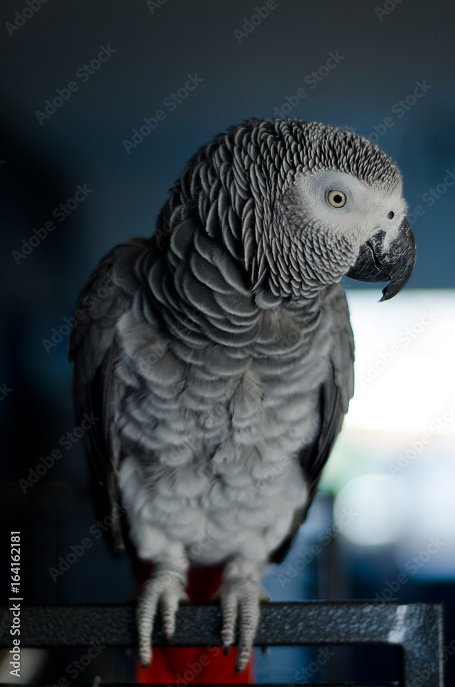 Fototapeta premium Portrait of a curious african grey parrot