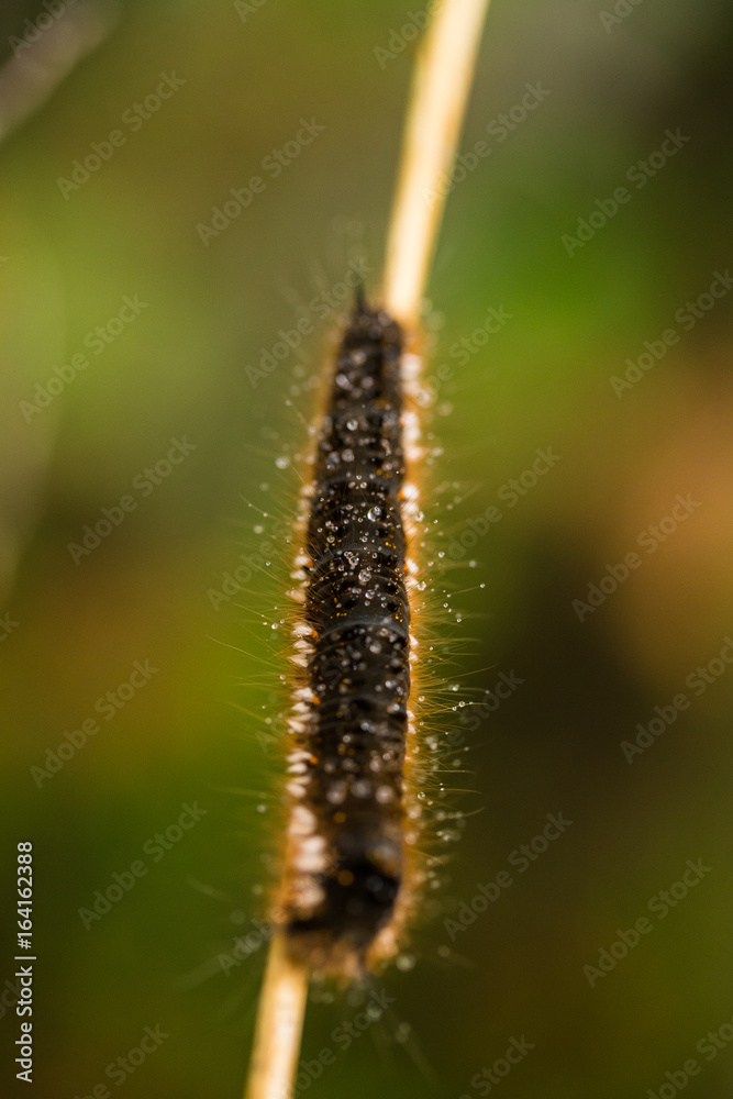 A beautiful brown caterpillar on a branch with small water droplets. Macro shot. A beautiful brown caterpillar on a branch with small water droplets. Macro shot.