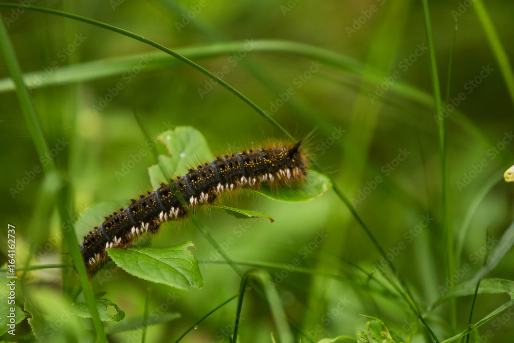 A beautiful brown caterpillar sitting on a green grass. Macro shot. A beautiful brown caterpillar sitting on a green grass. Macro shot.