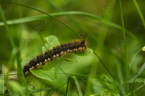 A beautiful brown caterpillar sitting on a green grass. Macro shot. © dachux21