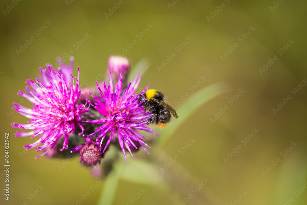 A beautiful wild bumblebee gathering honey from marsh thistle flower. Macro, shallow depth of field photo. A beautiful wild bumblebee gathering honey from marsh thistle flower. Macro, shallow depth of field photo.