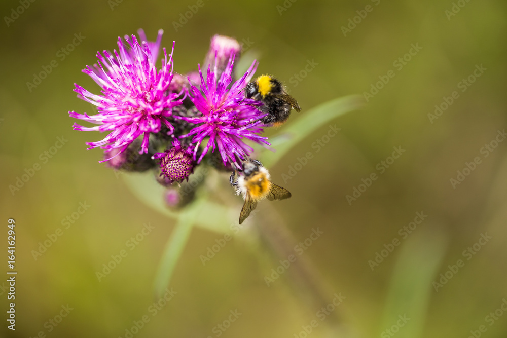 A beautiful wild bumblebee gathering honey from marsh thistle flower. Macro, shallow depth of field photo. A beautiful wild bumblebee gathering honey from marsh thistle flower. Macro, shallow depth of field photo.
