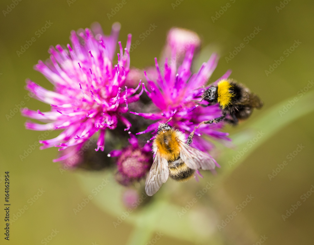 A beautiful wild bumblebee gathering honey from marsh thistle flower. Macro, shallow depth of field photo. A beautiful wild bumblebee gathering honey from marsh thistle flower. Macro, shallow depth of field photo.