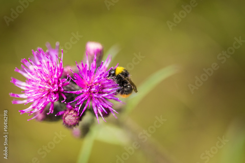 A beautiful wild bumblebee gathering honey from marsh thistle flower. Macro, shallow depth of field photo.