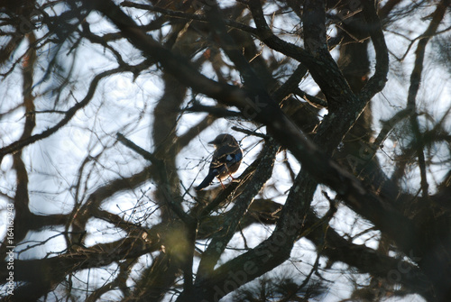 Uccelli  fauna di Sardegna photo