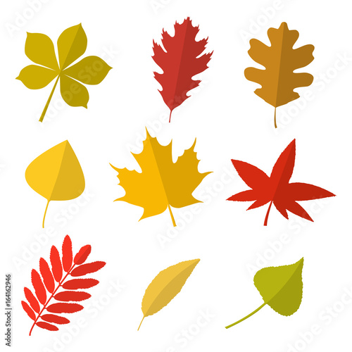Set of vector autumn leaves. Collection of autumn leaves in flat style. Isolated on white background.