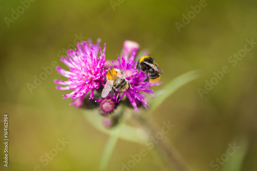 A beautiful wild bumblebee gathering honey from marsh thistle flower. Macro, shallow depth of field photo. © dachux21