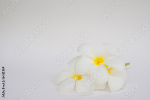 Frangipani flower/ Plumeria/ Temple Tree/ Graveyard Tree / on white background © waranyu