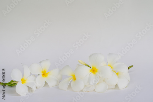 Frangipani flower/ Plumeria/ Temple Tree/ Graveyard Tree / on white background
