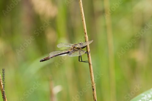 A beautiful greater dragonfly sitting on a grass. Macro shallow depth of field photo.