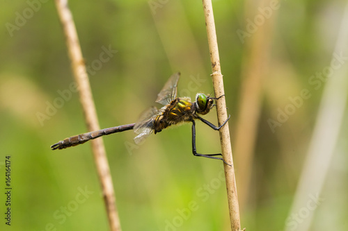 A beautiful greater dragonfly sitting on a grass. Macro shallow depth of field photo.