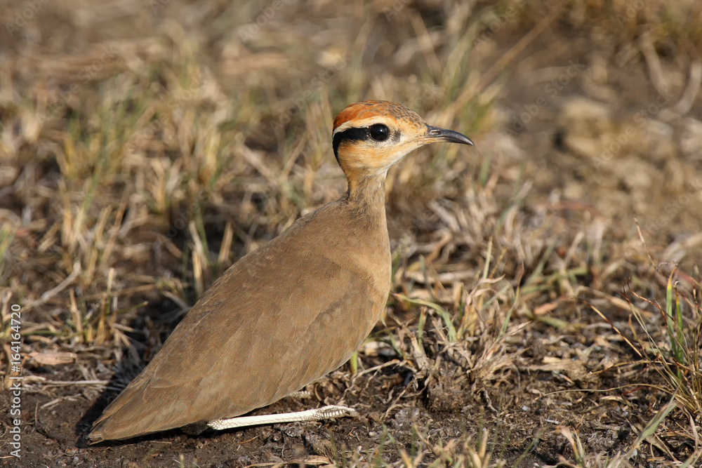 Temminck's courser (Cursorius temminckii) sitting in the grass Temminck's courser (Cursorius temminckii) sitting in the grass