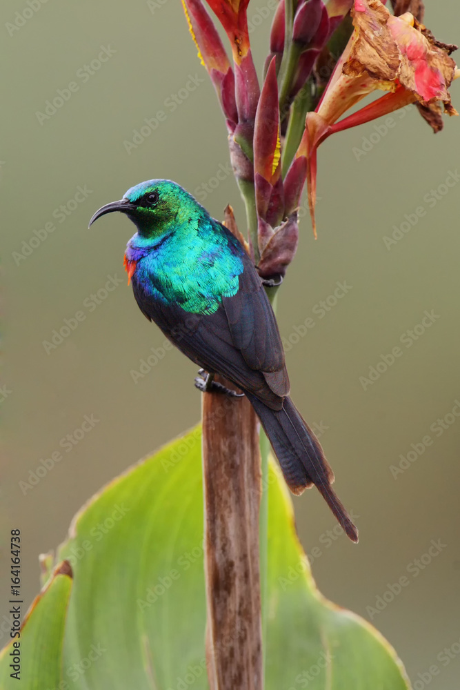 Obraz premium The olive-bellied sunbird (Cinnyris chloropygia) sitting on the flower