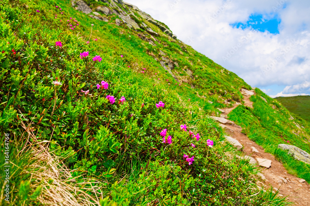 Magic pink rhododendron flowers on summer mountain. Dramatic overcast sky. Carpathian, Ukraine, Europe. Beauty world. Magic pink rhododendron flowers on summer mountain. Dramatic overcast sky. Carpathian, Ukraine, Europe. Beauty world.