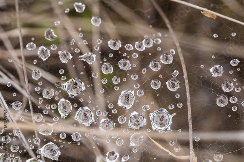 Spider net on a ground with water droplets. Summer morning in swamp. Shallow depth of field macro photo.