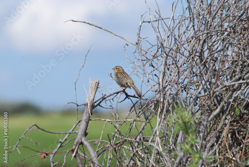 Uccelli  fauna di Sardegna photo