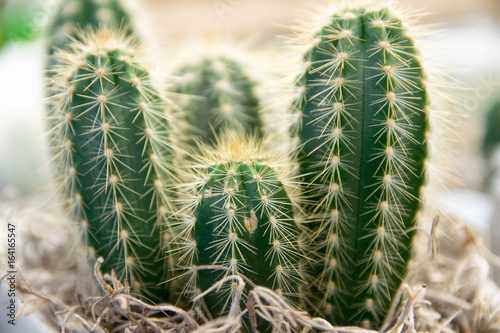 Decorative cactus interior