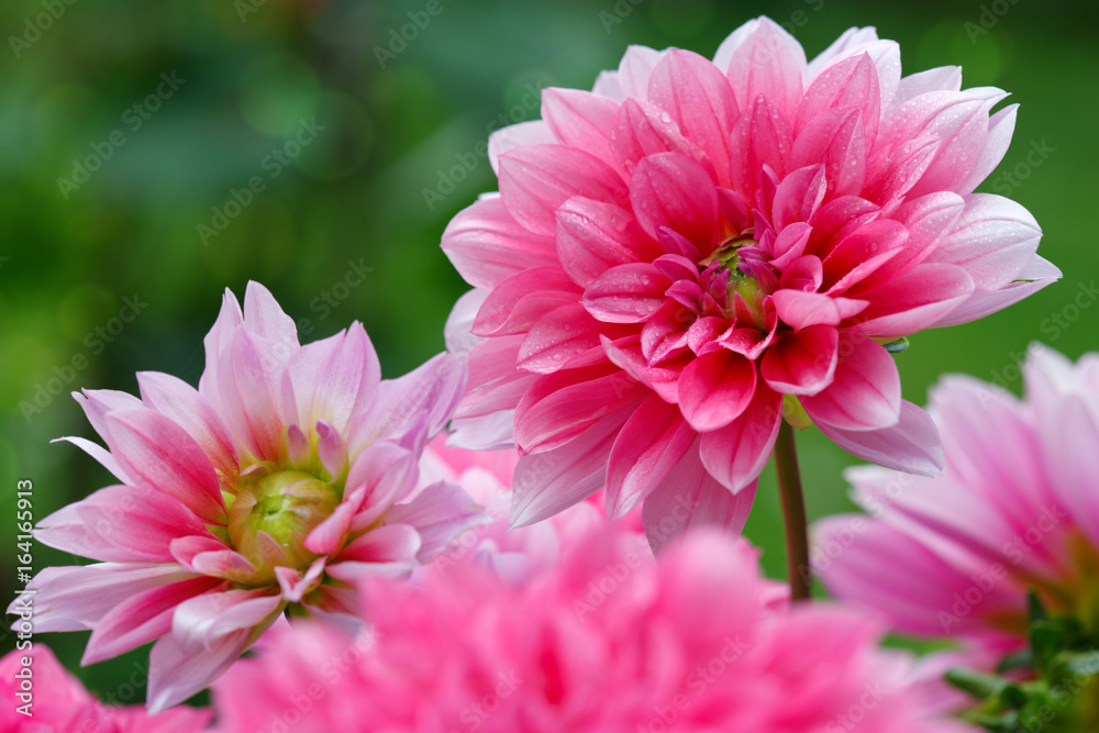 Macro shot of a pink dahlia isolated on green.
