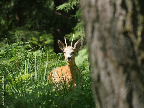 young deer