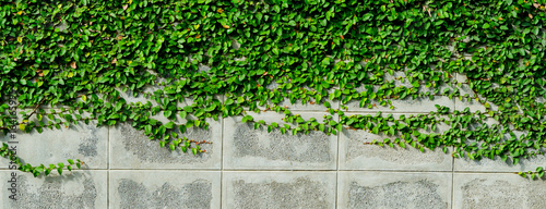 green leaves wall background