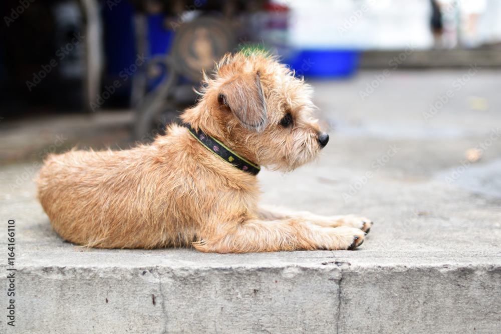 A dog is sitting on cement floor A dog is sitting on cement floor