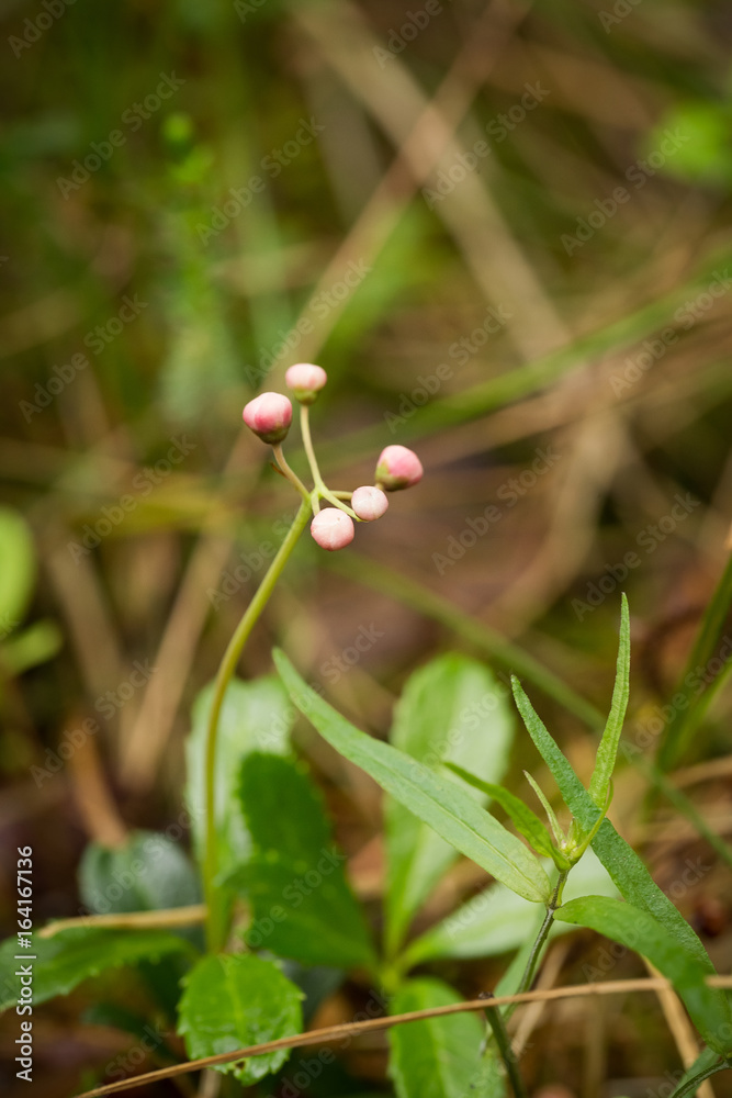A beautiful pink flower on a forest floor after the rain. A beautiful pink flower on a forest floor after the rain.