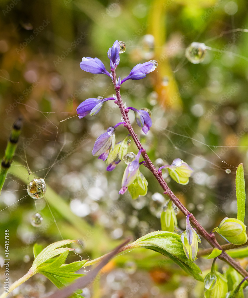 Fototapeta premium A beautiful purple blue flower on a forest floor after the rain. Shallow depth of field closeup macro photo.