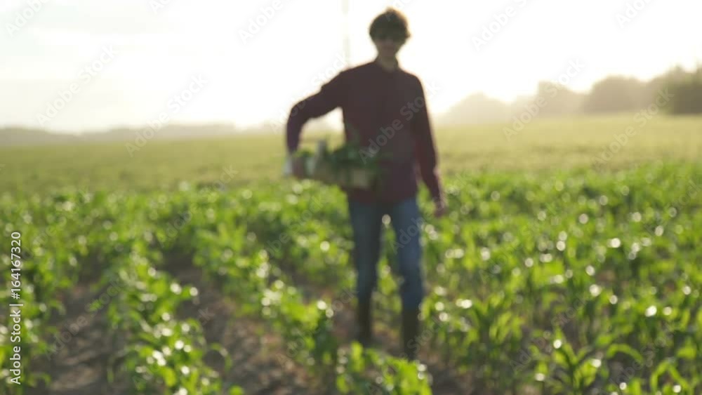 At sunset the farmer walks the field carrying a box with green plants At sunset the farmer walks the field carrying a box with green plants