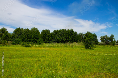 Summer landscape with green trees  meadow and blue sky