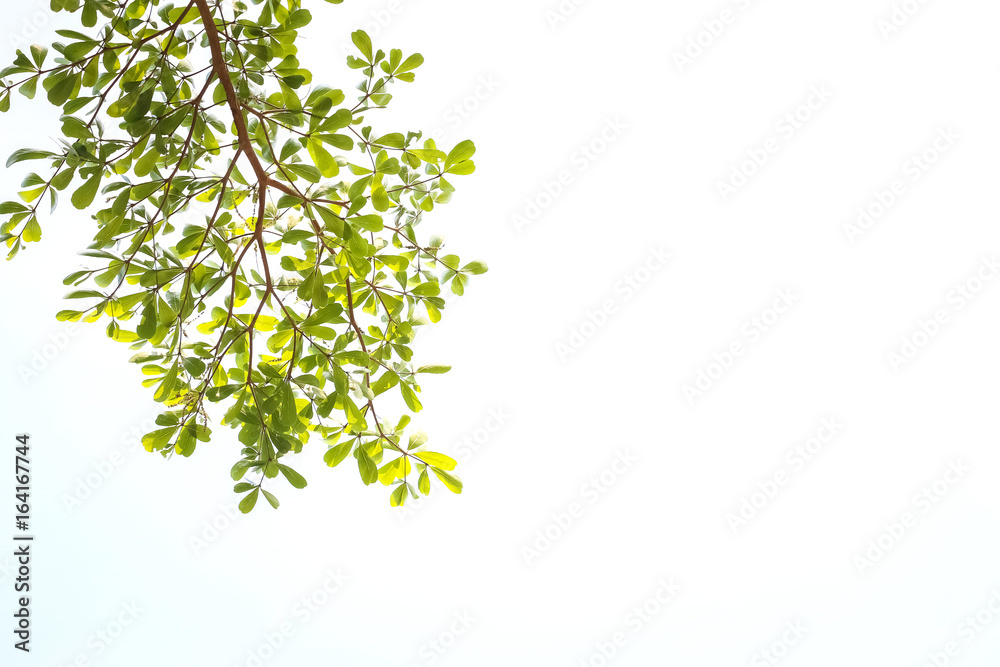 green leaves isolated on white background with copy space. green leaves isolated on white background with copy space.