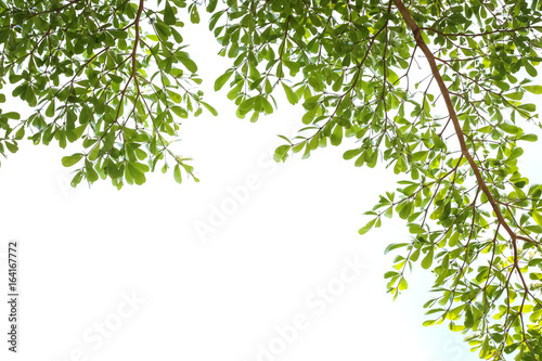 green leaves isolated on white background with copy space.