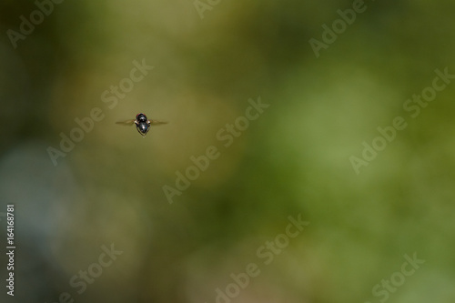 The fly insects on the macro view.