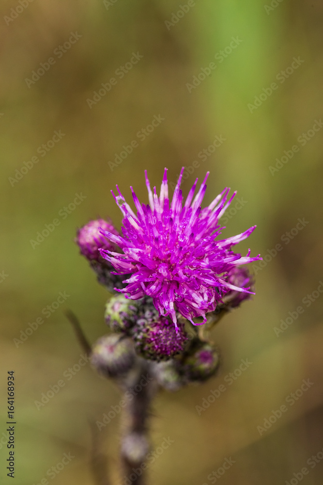 A beautiful vibrant purple thistle flower in a marsh after the rain. Shallow depth of field closeup macro photo. A beautiful vibrant purple thistle flower in a marsh after the rain. Shallow depth of field closeup macro photo.