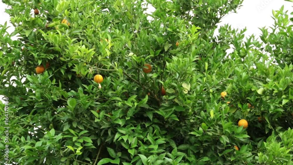 Orange tree. Orange plantation. Orchard, oranges grow on a tree. Orange tree. Orange plantation. Orchard, oranges grow on a tree.