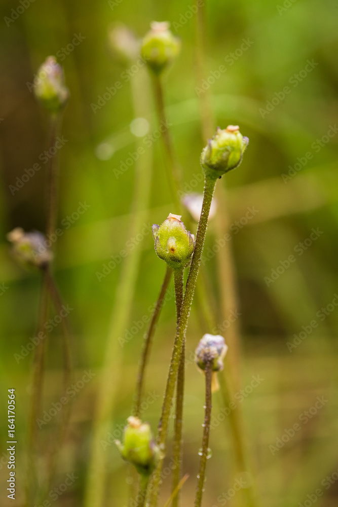 A beautiful, vibrant details of a common butterwort flowers in marsh after the rain. Shallow depth of field macro closeup photo. A beautiful, vibrant details of a common butterwort flowers in marsh after the rain. Shallow depth of field macro closeup photo.