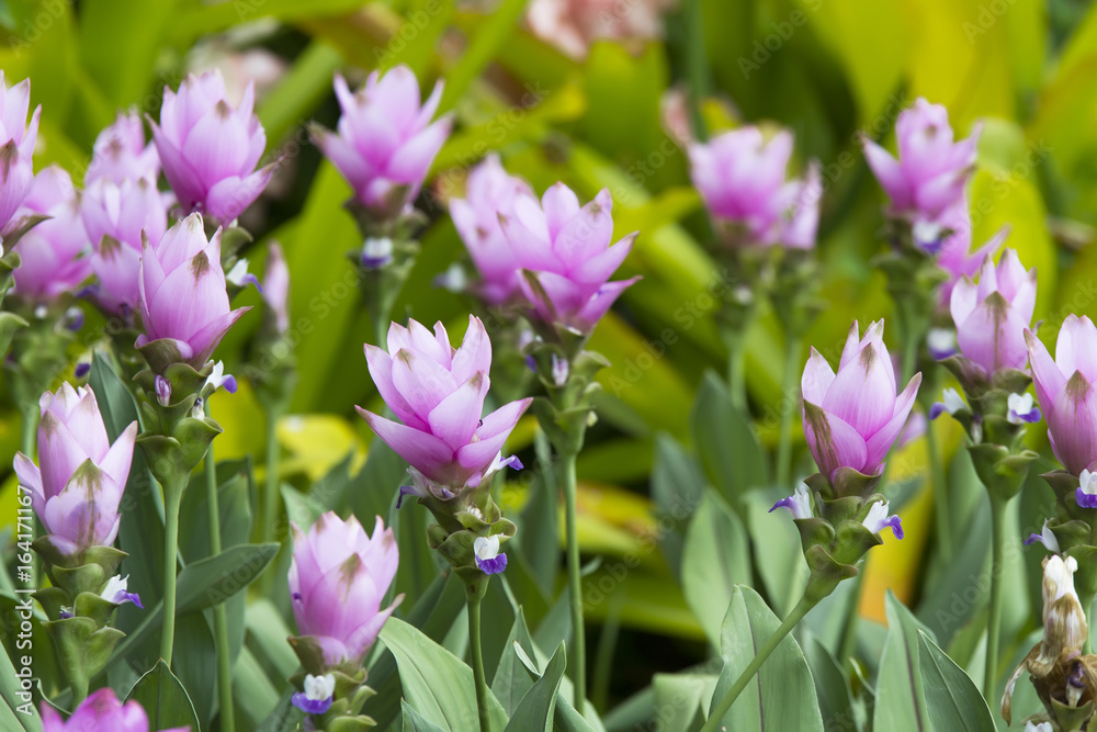 chaiyaphum flower chaiyaphum flower