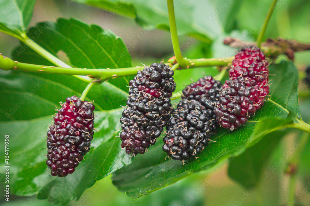 fresh mulberry fresh mulberry