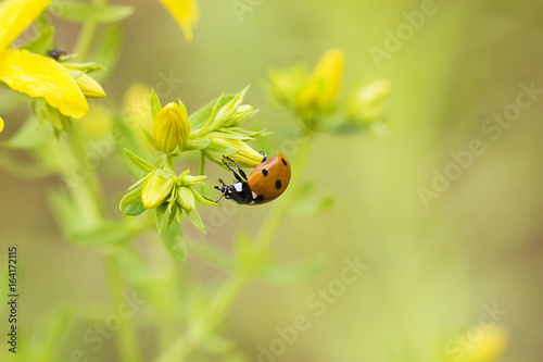 Ladybug sitting on yellow bud