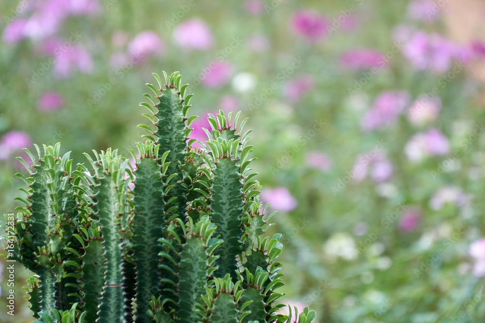 Cactus with blurred flowers in the nature in Dalat, Vietnam. Cactus with blurred flowers in the nature in Dalat, Vietnam.