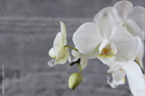 White orchid with concrete background