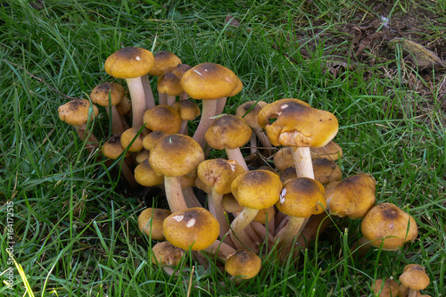 Famigliola (Armillaria mellea) o chiodino - ritratto