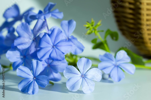 Blue Flowers on white background with the bamboo basket, Cape leadwort imperial blue