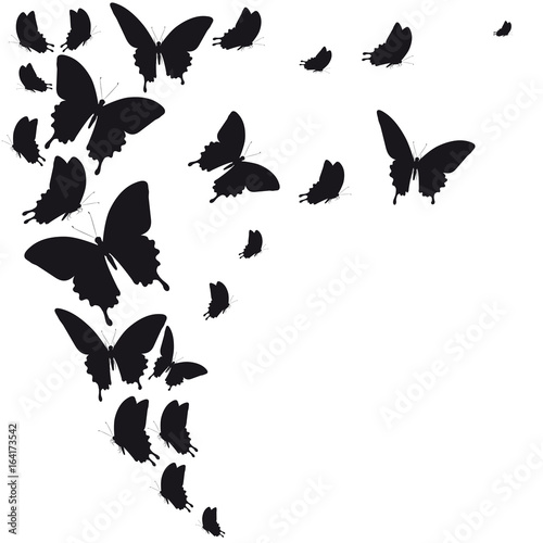 black butterfly, isolated on a white