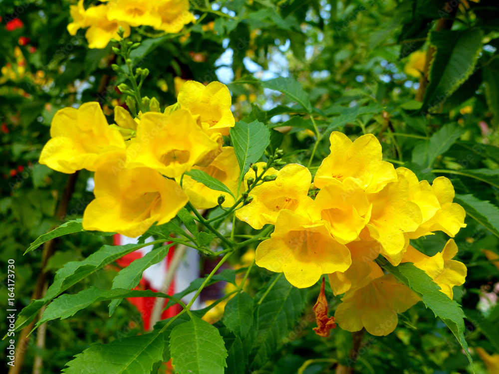 fleurs exotiques fleurs exotiques