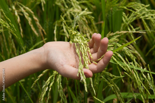 Child's hand holds rice spikelets in a rice field on a farm. Selective focus. Horizontal photo.