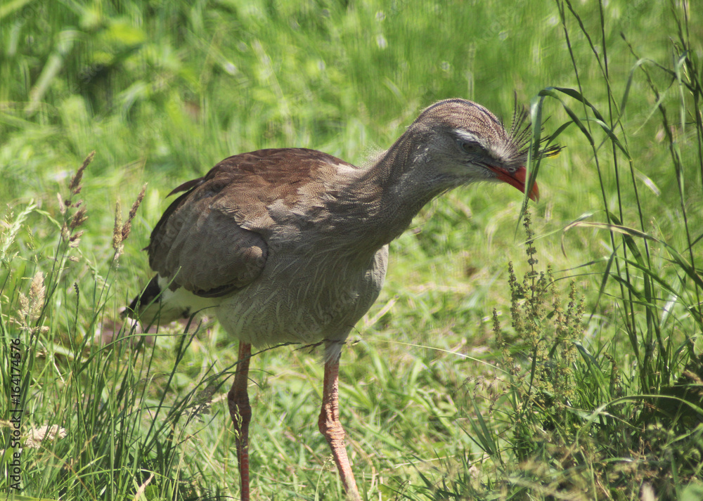 Obraz premium Red-Legged Seriema