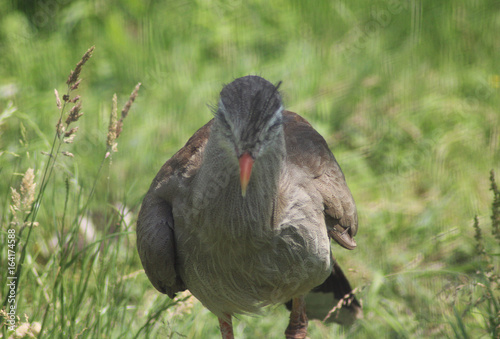  Red-Legged Seriema