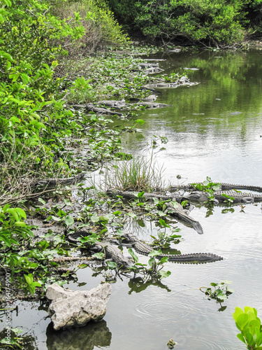 Fototapeta Naklejka Na Ścianę i Meble -  Many alligators in pond in Florida Everglades lurking as predators