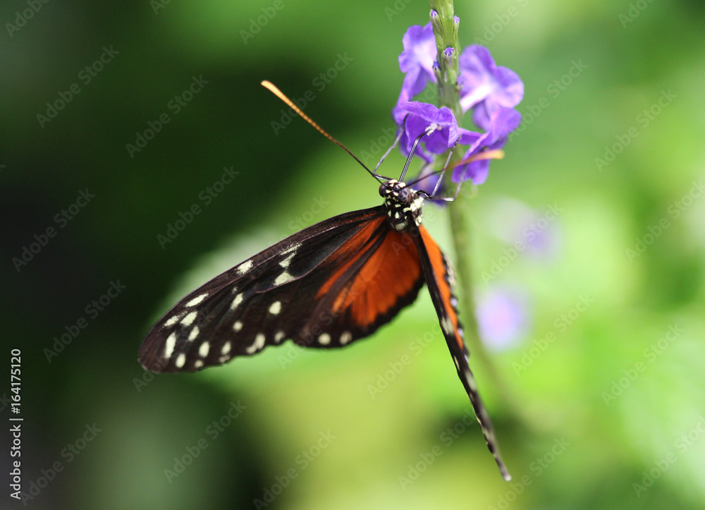 Tiger Longwing butterfly (Heliconius hecale) Tiger Longwing butterfly (Heliconius hecale)