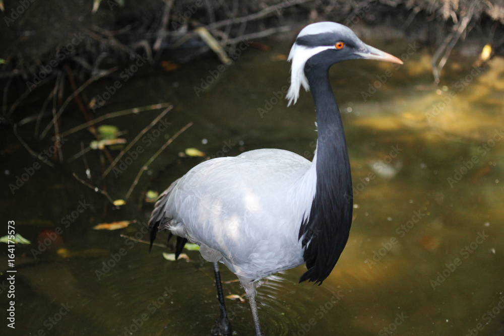 Naklejka premium Demoiselle crane 